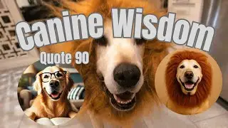 🤔💭 PANTHERA LEO🤔🦁😏....CANINE WISDOM🐕 DOG QUOTE OF THE DAY #90