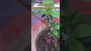 Azalea Plant Care#Right time to Grow Azalea Plant