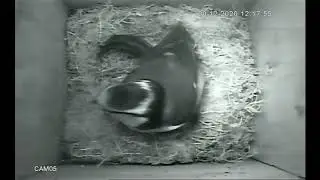 Blue Tits Checking Nest Box 20 Dec 2020