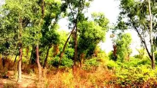 Original Nature Sound Of Indian Village Jungles Relaxing Music