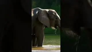 Ellie the Elephant&rsquo;s Bath Time 🐘 | Fun Kids Rhyme | Nursery Song for Toddlers #Shorts