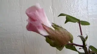 Green Cotton - how to grow it in pot
