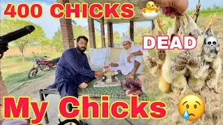 20+ Chicks Are Dead 😵 | myry Business Main Big Lose 💔 | 400 Chicken 🐓 Business Latest | Mr Asad 