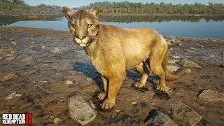 Cougar Location #3 - South Of Annesburg | RDR2