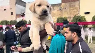 Labrador price in India karnal pet shop #labradorretriever #karnal #ambala #dogmarketincheapprice
