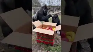 Gorilla + Christmas Gift = ❤️🦍🦍#christmas