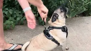 PawSafe No-Pull Dog Harness
