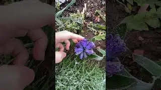 you never seen Frozen flower, make them hard like ice cream, so funny