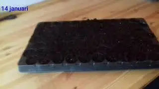 Uien kweken deel 1