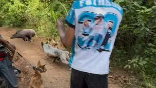 Babi hutan lari puntang panting di buru anjing