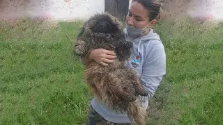 Pekingese Puppy was Found in a Panic State Despite Being Covered By Thick Hair