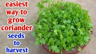 easiest way to grow coriander at home