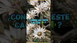 El Alicoche de flor blanca o Echinocereus Leucanthus. Informaci&oacute;n y Cuidados. #ornamentales #cactus
