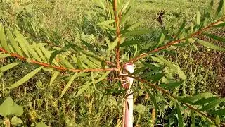 Каллистемон(Красивотычиночник)Краснотычиночник(Callistemon)