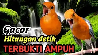Anis Merah Juara Latihan Harian – Relaxing River Nature Sound & Bird Calls