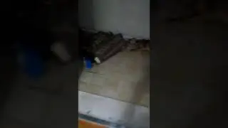 Il cane infernale....