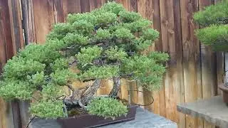 Bonsai Garden at San Diego Zoo Safari Park.