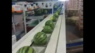 Sermac Cocomeri (Mazzoni)