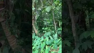 Greenery Vibes ☘️🌿🍃🌱🍀🍁🍂🌴🌾🇱🇰
