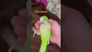 Bird upside down.