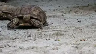 slow motion video Giant Yellow-Footed Tortoise walking free on landVideo Formats