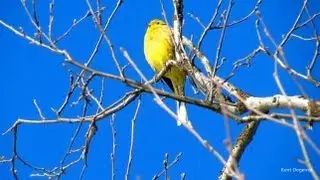 Gulsparv med f&aring;gels&aring;ng. Yellowhammer.