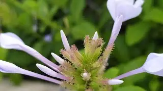 Nature cinematic video with smartphones | mobile videography  #cinematic,#instagram reels