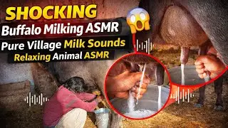 SHOCKING Buffalo Milking ASMR 😱 | Pure Village Milk Sounds | Relaxing Animal ASMR ||#asmr #cowvideos