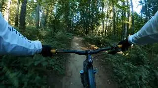 Douglas Fir trail in Powell Butte, Portland OR. - HD