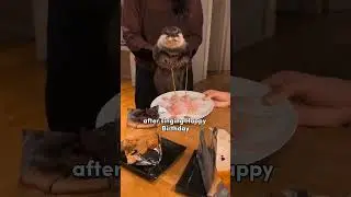 Funny Otter #funnyvideo #funnyanimals #funnyotter #otter #funnyanimalvideos #funnyvideos #funnyclip
