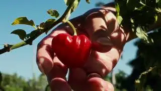 EcoTours&mdash;Visit Havana's Sustainable Farms with Tribe Caribe Farm-to-Table Mini Excursions