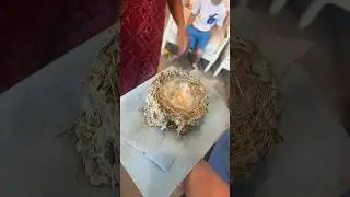 Birds abandoned their nest with an egg in it😭 #egg #birdegg #abandoned #alone #birdsnest