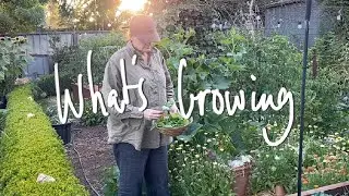 WHAT'S GROWING | What I'm GROWING & SOWING in my SMALL BACKYARD VEGETABLE GARDEN VICTORIA AUSTRALIA