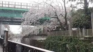 Snowing in Tokyo during Sakura season ❄️ x 🌸