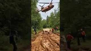 Helicopter Rescue - A helicopter saves a cow stuck under  muddy trap  #animals #helicopter #rescue