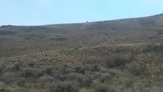 Eastern Oregon Wolves