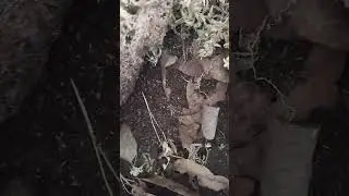 Springtail takeover and zebra isopod molt