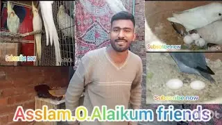 Aj sab parrot ne eggs complete kr liye 🥳buhat maza 🥰