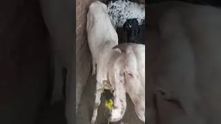 for sale bakra #goat #goatlovers #sale #2023 #animal #goatlife #layyah