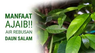 WAJIB TAU!! DAUN SALAM: Air Rebusan Daun Salam &ndash; Minuman Tradisional dengan 7 Manfaat Alami