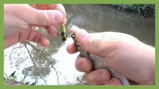 Ultra light chub and perch spinning on a small river before going to work- Ultralight fishing