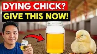 One Spoon of This Can Save Any Dying Chick | Life-Saving Formula