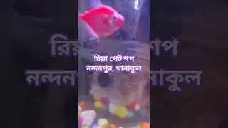 #riyapetshop #birds #pegion #aquarium #accessories #fish #seed #dog #pet #best #seller #no1