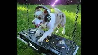 우주 디제잉 우리 강아지.THIS DOG IS A SPACE DJ 🚀🎧🐶
