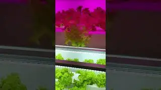 Hydroponic lettuce mistakes or experiment