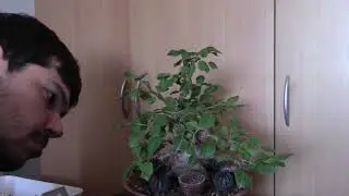 Trabajamos mi mejor bonsai manzano. Disfrutabonsai