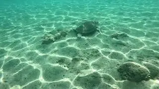 Caretta caretta, 12 Islands, gocek, turkey