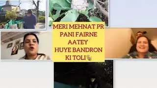 Meri Mehnat Pr Pani Fairne Aatey Huye Bandron Ki Toli🐒
