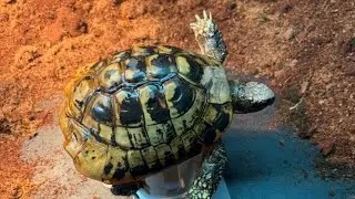 Tortoise brumation check in 