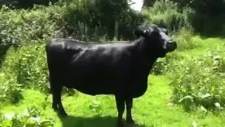 Kerry cow